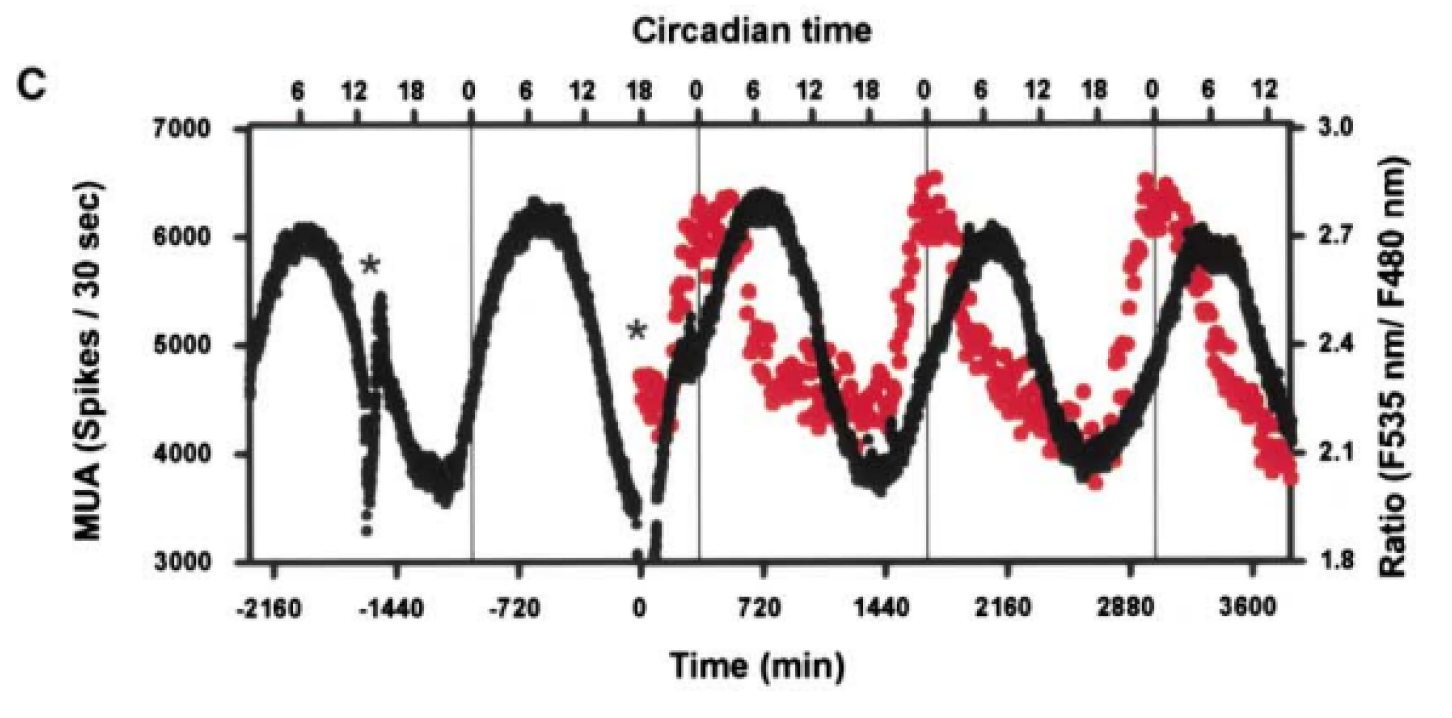 Circadian Time Graph