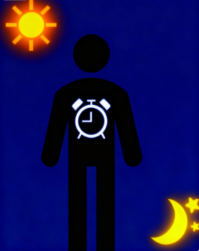 Circadian Clock Illustration